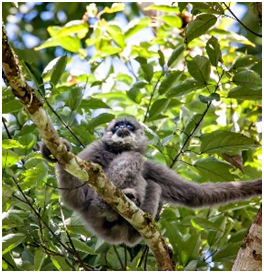 Primata Langka Owa Jawa  Muncul di Hutan Lindung Naringgul