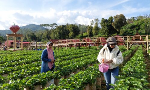 Berwisata Sambil Memetik Buah Stroberi di Dusun Stroberi