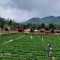 Dusun Stroberi Rancabali, Pas untuk Mengagumi Keindahan Alam Sambil Memetik Sendiri Buah Stroberi